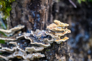 Tree fungus on a stump