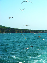 Fototapeta na wymiar Many gulls fly on the blue sea