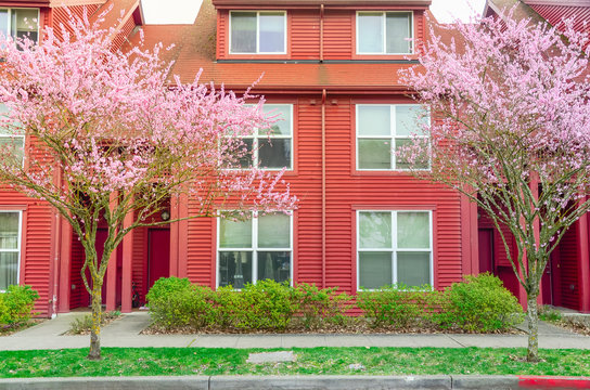 Front entrance of red townhouse with pink cherry blossom in Seattle, Washington, USA