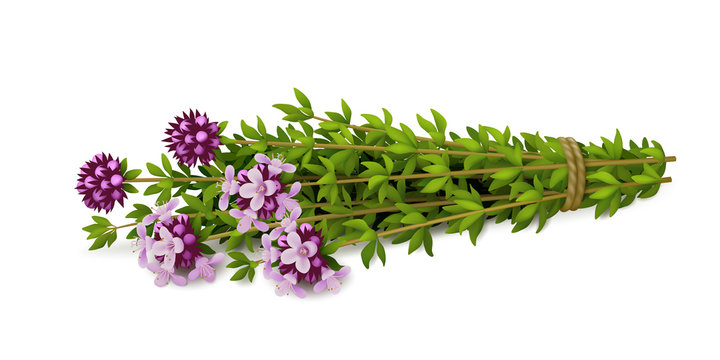 Bouquet of fresh thyme with flowers isolated on white background. Realistic vector illustration