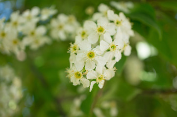 Blooming bird cherry on a background of foliage. Prunus padus.