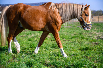 Horse in a paddock on a sunny day