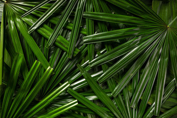 green background with exotic leaves