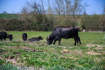water buffalo on a pasture