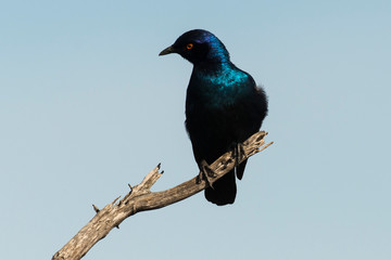 Choucador &agrave; oreillons bleus,.Lamprotornis chalybaeus, Greater Blue eared Starling