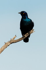 Choucador à oreillons bleus,.Lamprotornis chalybaeus, Greater Blue eared Starling