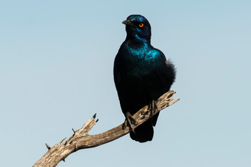 Choucador à oreillons bleus,.Lamprotornis chalybaeus, Greater Blue eared Starling