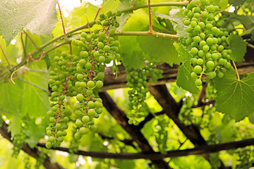 Immature bunches of grapes in the summer after the rain