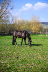 Horse in a paddock on a sunny day
