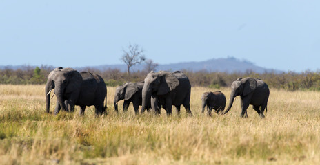 Obraz premium Eléphant d'Afrique, Loxodonta africana, Parc national Kruger, Afrique du Sud