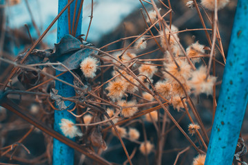 Dried flowers. Blue iron fence. Gardening. Close-up. The front and background are blurred