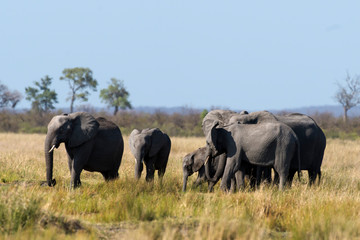 Obraz premium Eléphant d'Afrique, Loxodonta africana, Parc national Kruger, Afrique du Sud