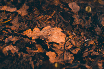 An oak leaf on the ground in a garden or forest. Wallpaper. Close-up. The front and back backgrounds are blurred