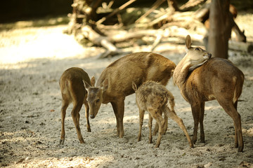 Deer fawn spotted deer or axis deer, (Chital)