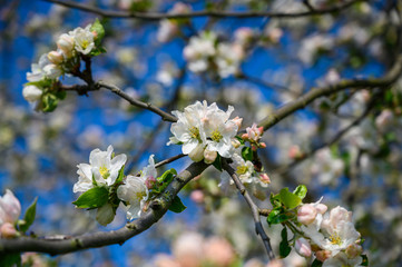 Apple blossoms in detail on a tree in spring