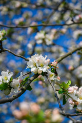 Apple blossoms in detail on a tree in spring