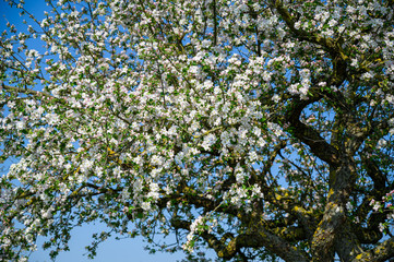 Apple tree with flowers on a meadow in spring