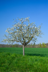 Naklejka premium Apple tree with flowers on a meadow in spring
