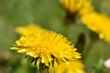 Yellow dandelion flowers (Taraxacum officinale). Spring background, dandelions field on sunny day