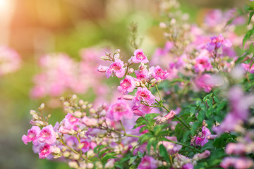 Pink flower natural color background