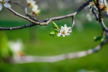 Apple blossoms in detail on a tree in spring