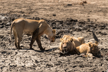 Fototapeta premium lion, femelle, lionne, male, Panthera leo, Afrique