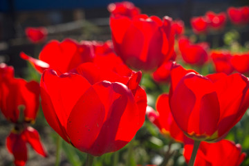 Group of red tulips in the park. Spring landscape