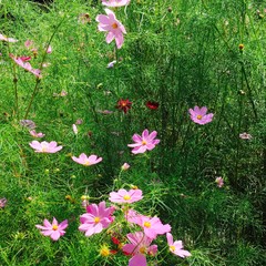 Fototapeta premium COSMOS