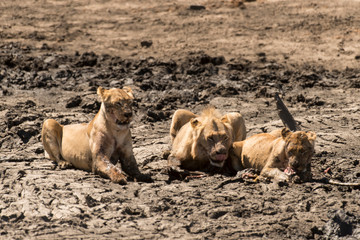 lion, femelle, lionne, male, Panthera leo, Afrique
