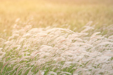 summer background, dry grass flower blowing in the wind, red reed sway in the wind with sky...