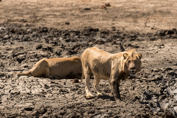 Naklejka premium lion, femelle, lionne, male, Panthera leo, Afrique