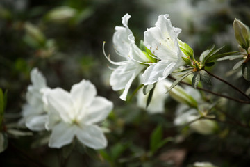 White Azalea Blooms Photographed Close Up in the Springtime