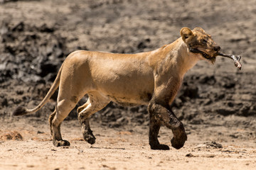 lion, femelle, lionne, Panthera leo, Afrique