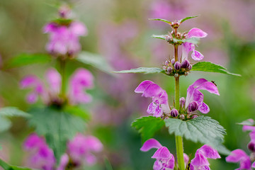purple flowers in the field