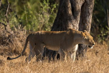 lion, femelle, lionne, Panthera leo, Afrique