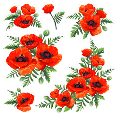 Obraz premium Set of bouquets with Common Poppy (Papaver rhoeas) flowers isolated on white background. Spring illustration.