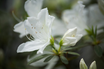 Obraz na płótnie Canvas White Azalea Blooms Photographed Close Up in the Springtime