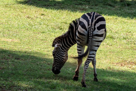 Picture zebra Plains zebra, also known as the common zebra or Burchell's zebra, in zoo nakhonratchasima thailand.