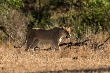 lion, femelle, lionne, Panthera leo, Afrique