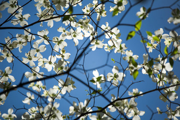 White Dogwood Bloom and a Blue Sky Photographed Looking Up