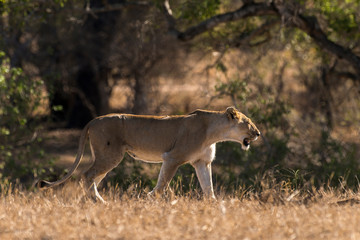 lion, femelle, lionne, Panthera leo, Afrique