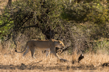 lion, femelle, lionne, Panthera leo, Afrique