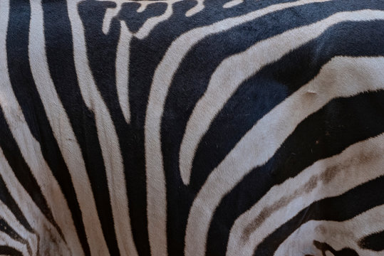 Picture zebra background, black and white stripes.