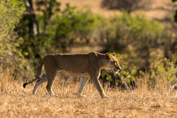 lion, femelle, lionne, Panthera leo, Afrique