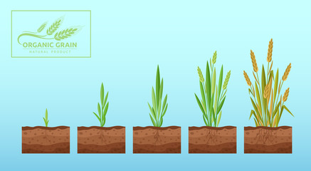 Wheat growth cartoon flat vector illustration concept isolated on color background. Stage of growing till ripe spike. Suitable for web landing page, banner, poster. Ecological bioproduct, technology
