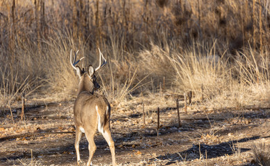 Whitetail Deer Buck in Rut in Colorado in Autumn