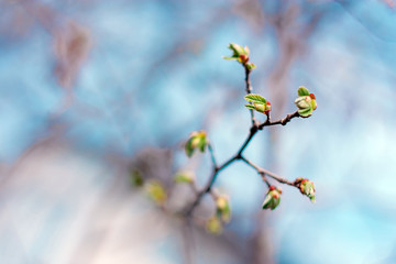 spring blossom  on the blue sky background in early spring