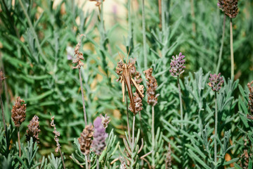 Grasshopper on Lavander flower in Green Garden In Brazil.