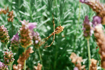 Silver Spider at Garden in Macro close-up with light background against Lavander plants. Common spider in Brazil. - Argiope argentata - Aranha de prata