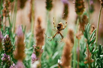 Silver Spider at Garden in Macro close-up with light background against Lavander plants. Common spider in Brazil. - Argiope argentata - Aranha de prata